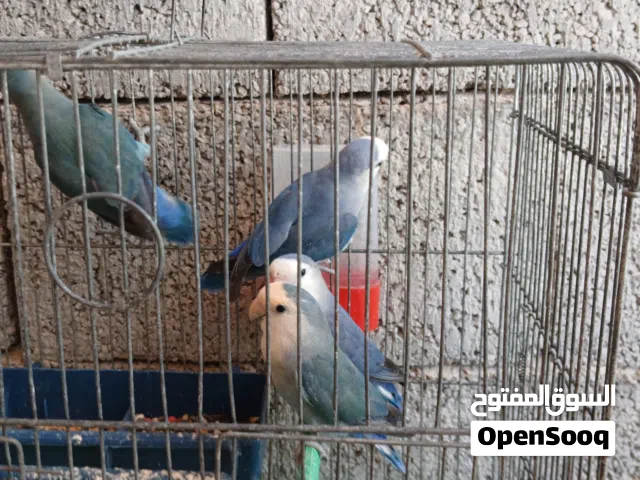 بسم الله مشاءالله زوز كوبيات بركديلو للبيع