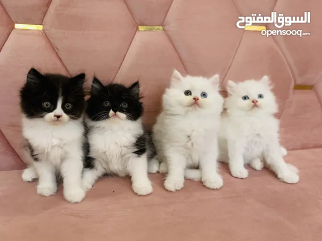 شيرازي بيور وباندا اناث وذكور