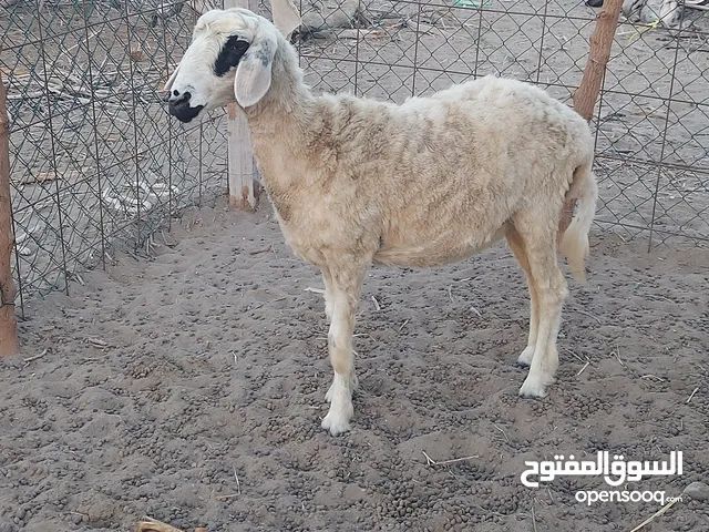 كبش وحملة للبيع
