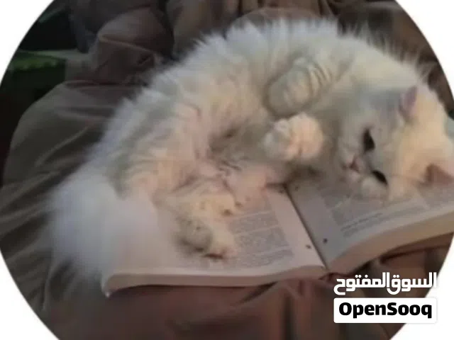 قطه للتبني