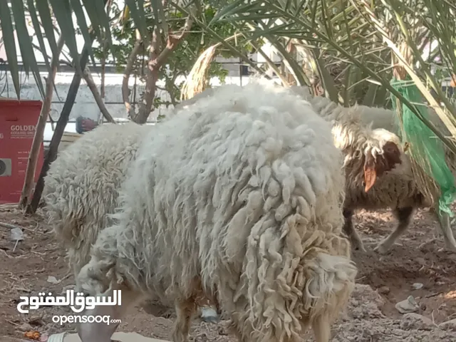 فحل غنم گريشي اصلي طويل و مرتفع ورجين عمرة سنه و نص