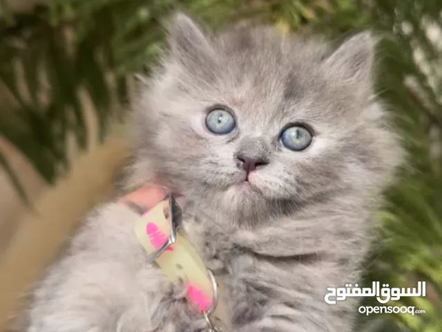 قطط سكوتش فولد