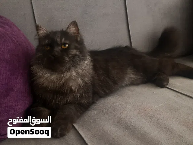 للبيع قط شيرازي