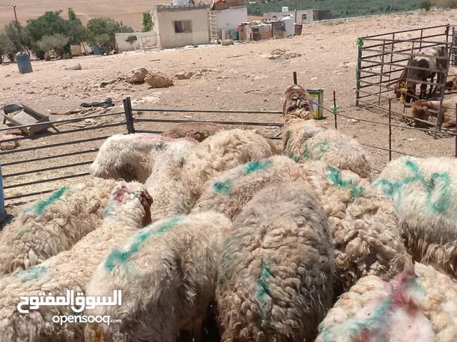 عروض اضاخي بسعر مغري