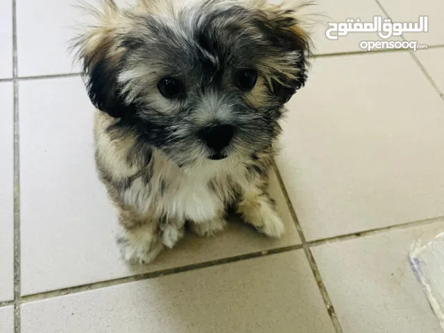 Name :Bella ,fully vaccinated Price :25 bd Adorable and joyful Location manama