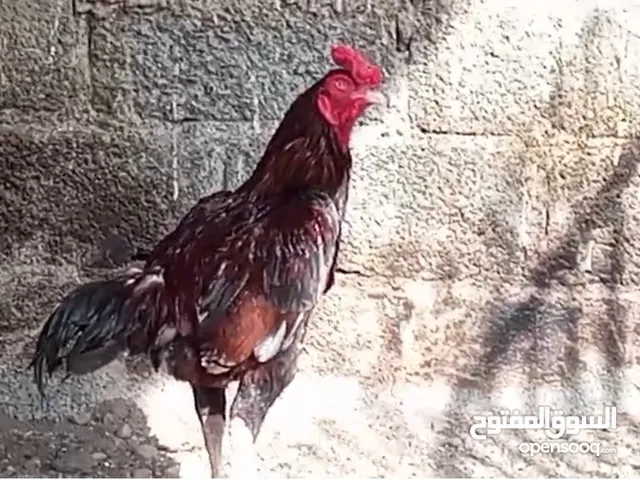 للبيع ديك باكستاني بيور سندي