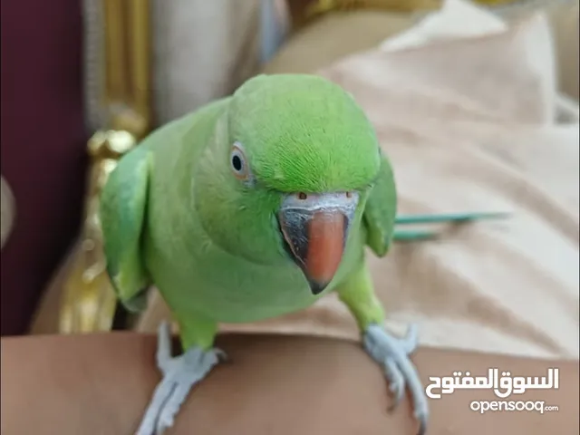 بغبغاء متوه للبيع اليف 30 ويا القفص 35 والاكل مجاني