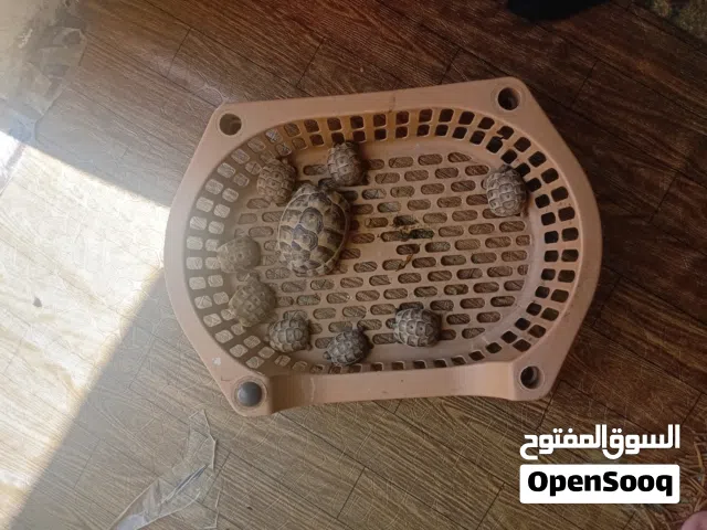 سلاحف صغار للبيع