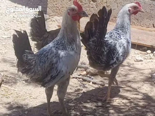 مطلوب دجاج بلدي
