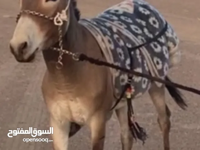 حمار للبيع