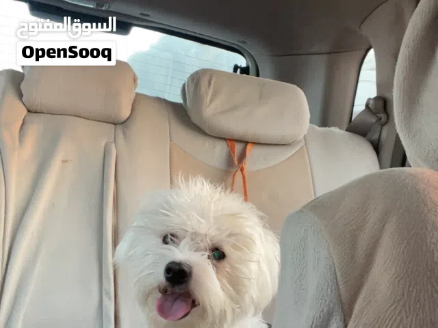 كلب مالتيز للبيع او البدل بطير