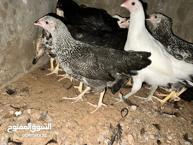 عتاتيق عربي
