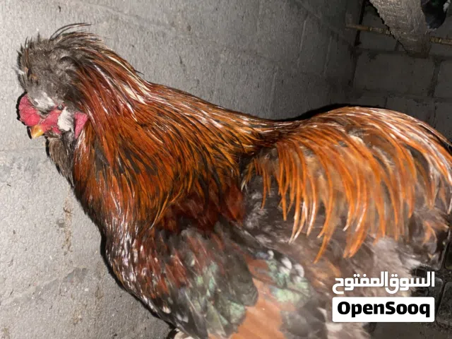 ديك سلطان بسم لله مشاءلله خالي من امراض وهايج له فترة بروحه اقرأ وصف