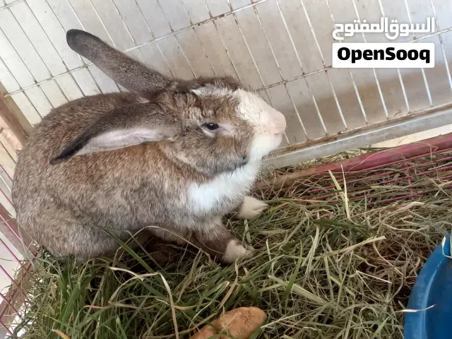 أرانب مالطي جاهزات