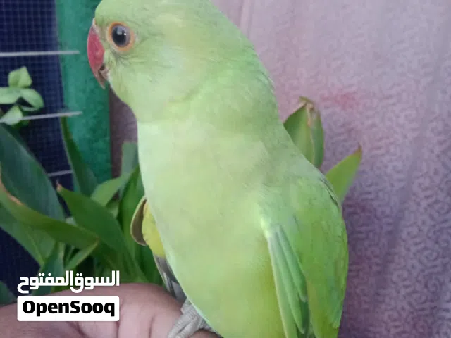 للبيع فروخ متو في 4 حبات اخضر عمر 4 شهور