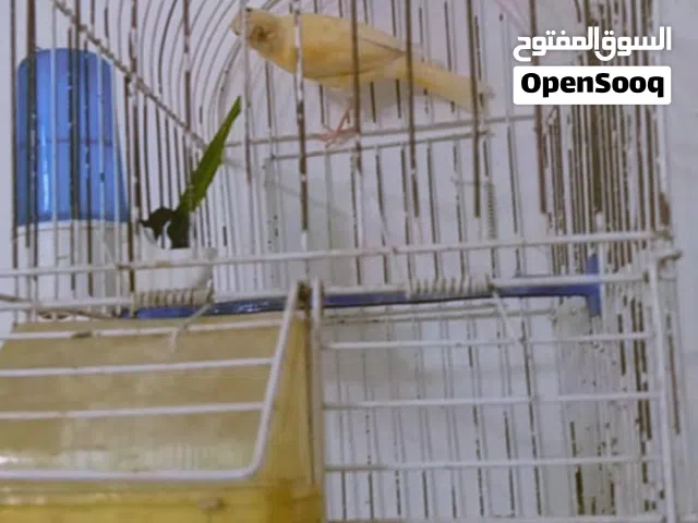 مخلف بندوق عمر سبع شهور