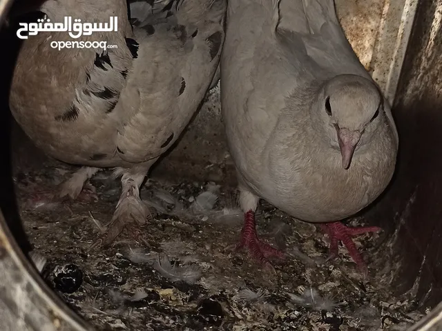 حمام منوعات