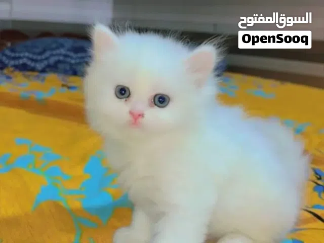 قطه شيرازي