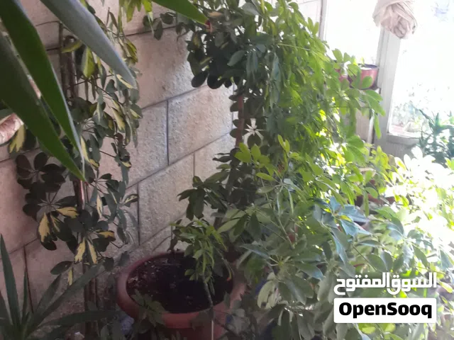 نابات داخلية