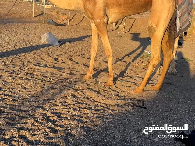 للبيع ناقة عرضه ماتخوز وطبيع يركبها الياهل الصغير