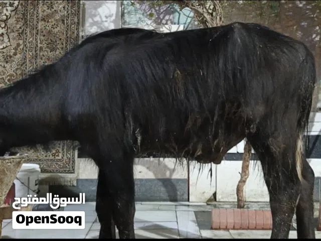 شفوجه للبيع كبار وسمان  اقرأ الوصف باقي التفاصيل