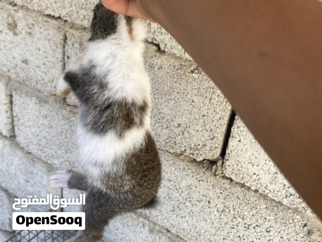 أرنب ارنب للبيع سعر 25