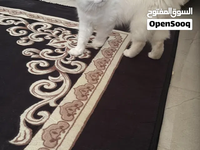 Scottish fold female kitten