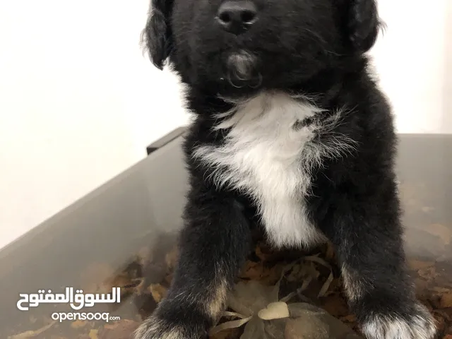كلب فرنش تيرير ميني حجم صغير ما بكبر