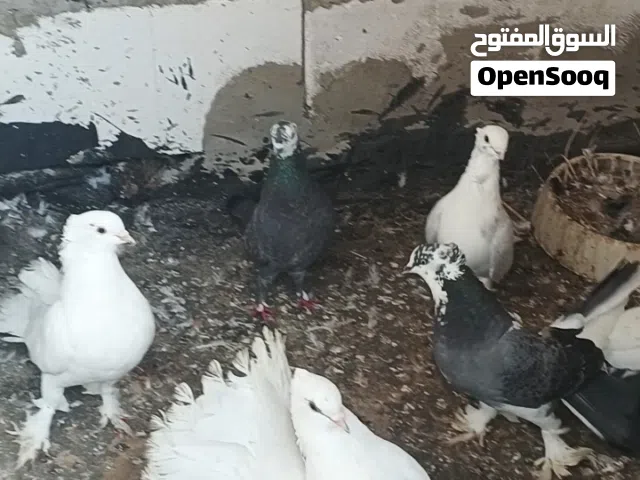 حمام امشكل دشش زواجل بطاريق هنداويات للبيع التك على 4 شلع