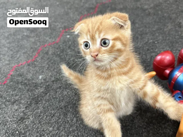 في قطط سكوتش عمرهم 45 يوم لتبني برسوم