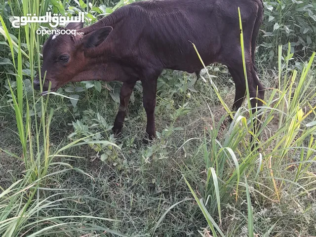 عجل يشرب حليب في سطل وياكل