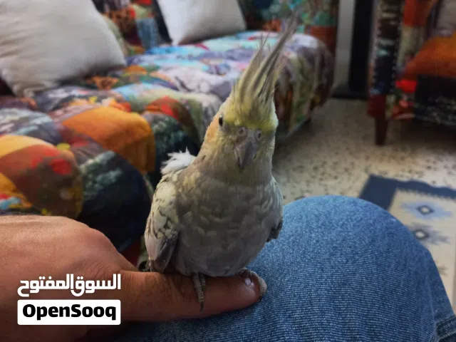 جبل اللويبدة او العبدلي