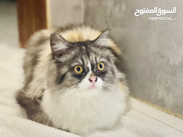قطه للبيع بصنعاء بسعر مناسب جداً