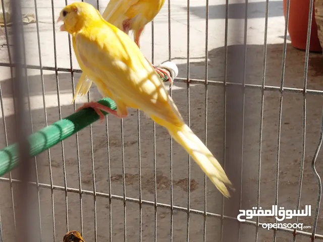 فراخ كنار للبيع
