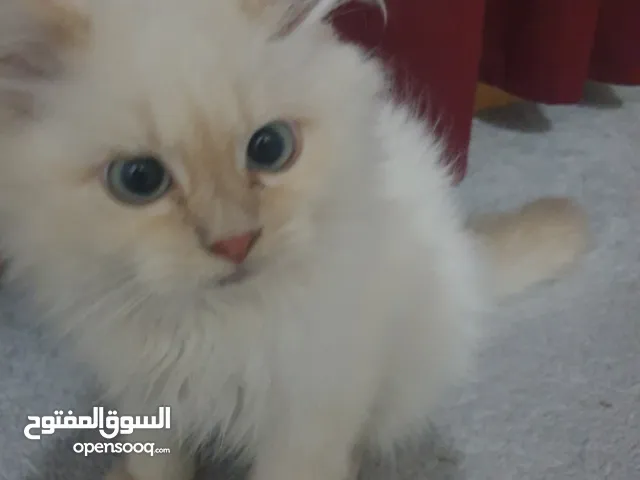 قطه ذكر للتبني
