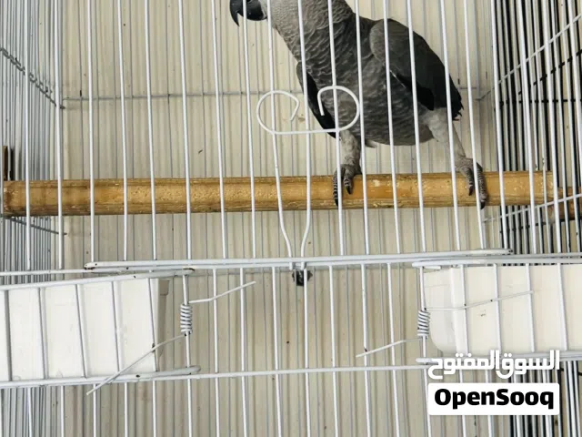 ببغاء كاسكو للبيع