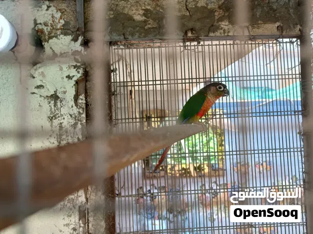 كنيور امايه