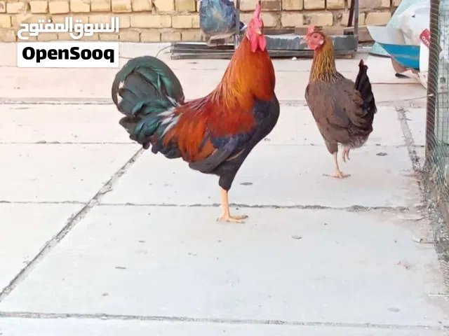 شمسيات صحة جيدة جدا الدجاجة جاي تبيض