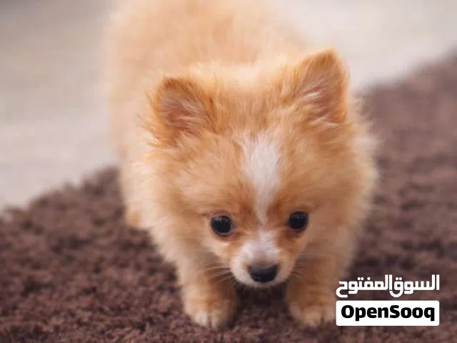 جرو بوميرانيان رائع يبحث عن منزل محب