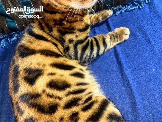 القط البنغالى النادر على مستوى العلم