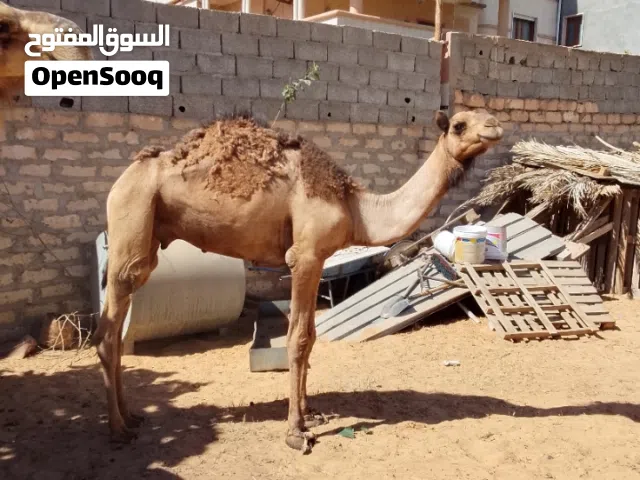 قعدان للبيع البيفي
