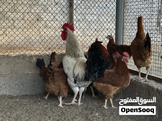 دجاج فرنسي