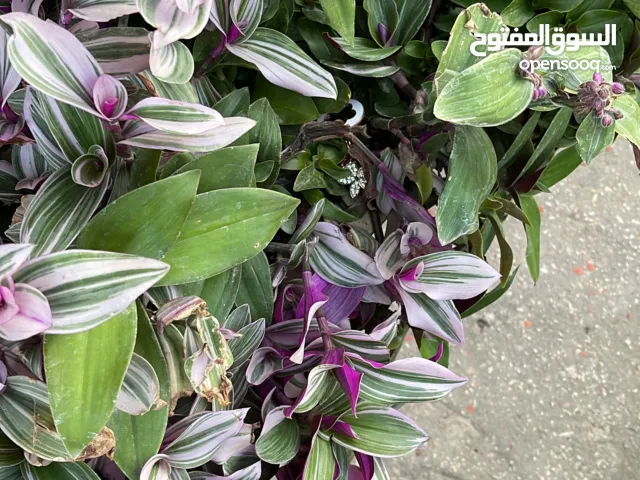 150 m2 3 Bedrooms Apartments for Rent in Nablus Rafidia