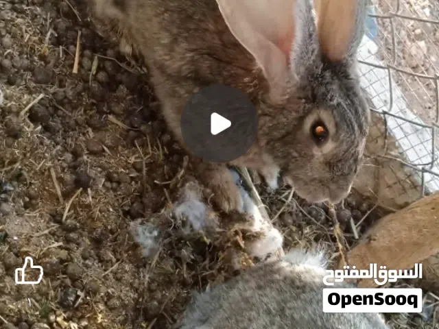هجين الماني انثاثي 2 وذكر الوزن من 4الى5كيلو