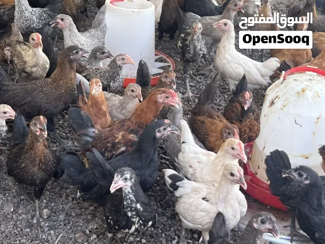 دجاج عماني للبيع