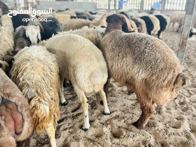 Arabian Sheep for Eid sacrifice