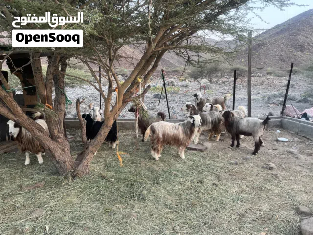 جدايا حوالي للبيع