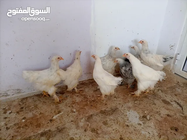فرخات. براهمي . مشكل   في بف وفي بلاك     فرخات. ما شاء الله