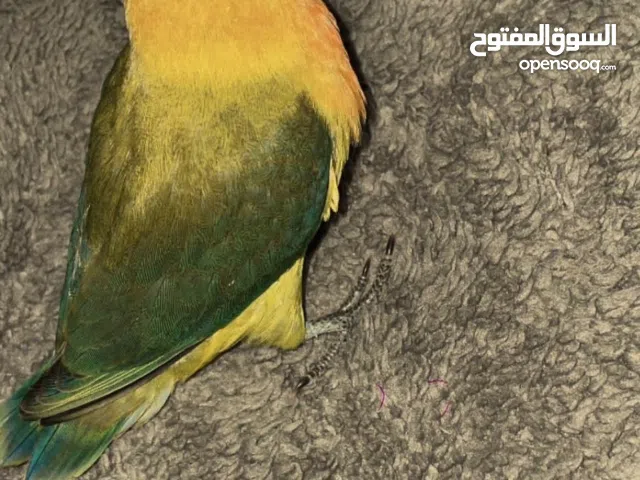 طير فيشر بصحه ممتازه .  فل ترويض