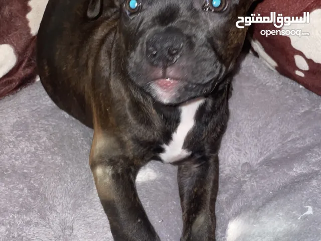 ثنيه امريكان بولي female American bully